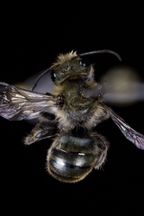 Osmia pumila