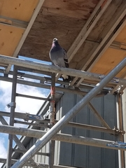 Columba livia domestica