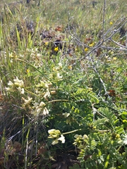 Astragalus accidens