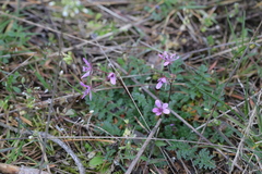 Erodium cicutarium cicutarium