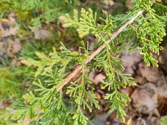 Tracheophyta