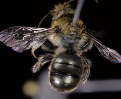 Osmia pumila