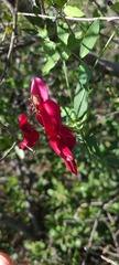 Lathyrus splendens