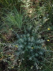 Berkheya carlinopsis magalismontana