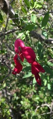 Lathyrus splendens