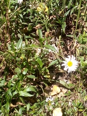 Leucanthemum