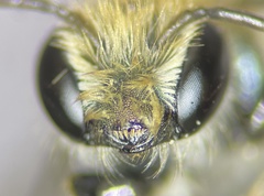 Osmia pumila