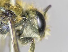Osmia pumila