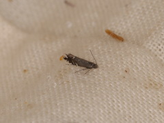 Glyphipterix simpliciella