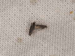 Glyphipterix simpliciella