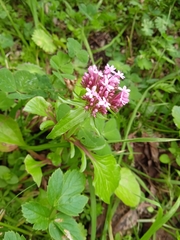 Centranthus macrosiphon