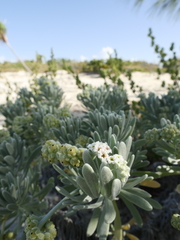 Tournefortia gnaphalodes