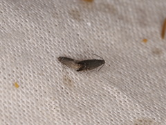 Glyphipterix simpliciella