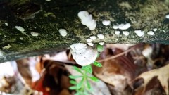 Truncospora wisconsinensis