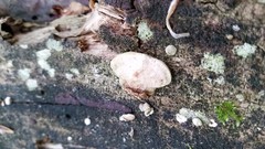 Truncospora wisconsinensis
