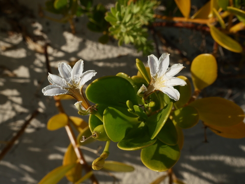 coastal inkberry