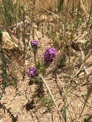 Castilleja exserta exserta