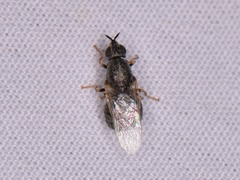 Nemotelus bruesii