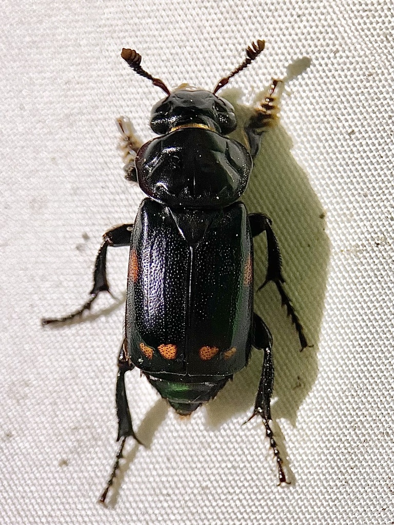 Pustulated Carrion Beetle