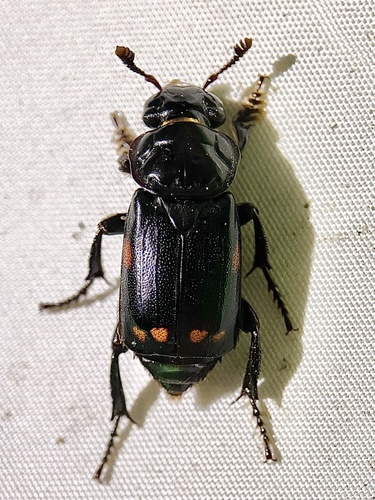 Pustulated Carrion Beetle