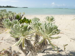 Tournefortia gnaphalodes