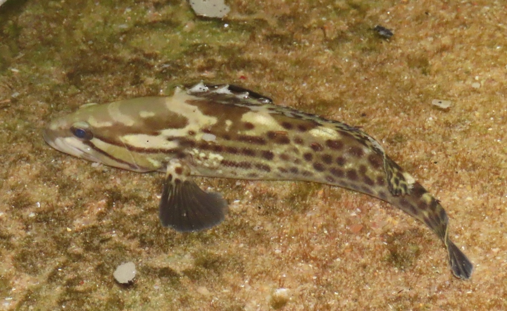Catface Grouper