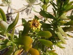 Borrichia arborescens