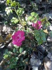 Rosa