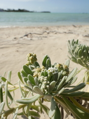 Tournefortia gnaphalodes