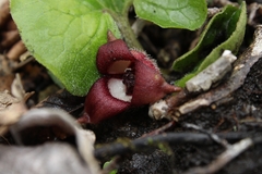 Asarum canadense reflexum