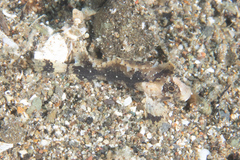 Acanthosphex leurynnis