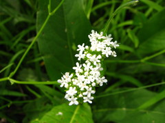 Valerianella umbilicata