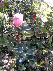 Rosa