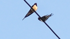 Hirundo rustica