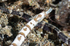 Festucalex kulbickii