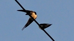 Hirundo rustica