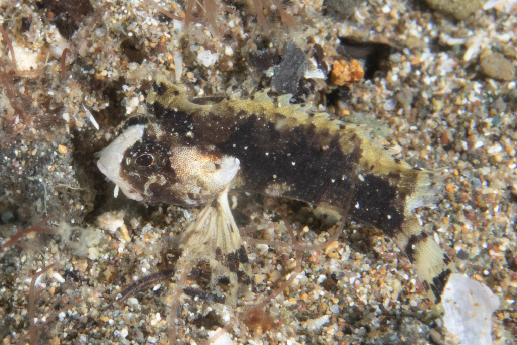 Wasp velvetfish (Acanthosphex leurynnis) — Aploactinidae