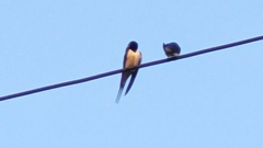 Hirundo rustica