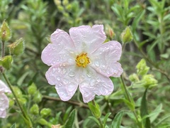 Cistus × skanbergii