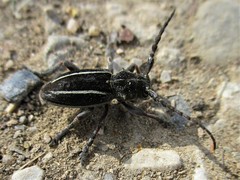 Neodorcadion bilineatum