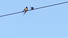 Hirundo rustica