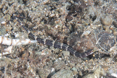 Festucalex kulbickii