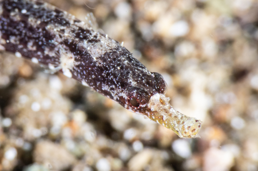 Kulbicki's Pipefish