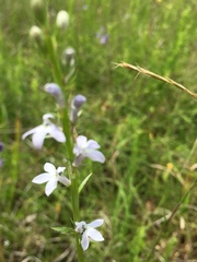 Lobelia spicata