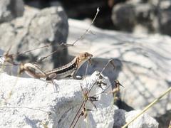 Leiocephalus psammodromus