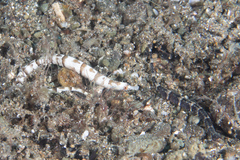 Festucalex kulbickii