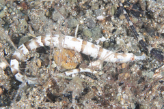 Festucalex kulbickii