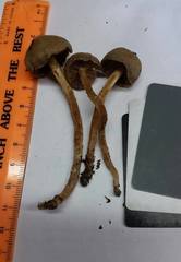 Kuehneromyces marginellus