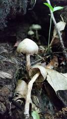 Kuehneromyces marginellus