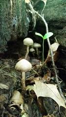 Kuehneromyces marginellus